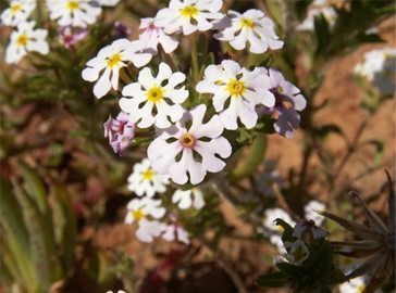 Cape Floral Region