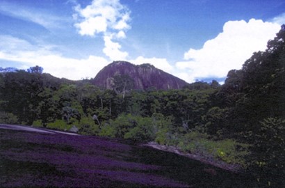 Central Suriname Nature Reserve