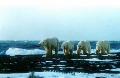 Wrangel Island