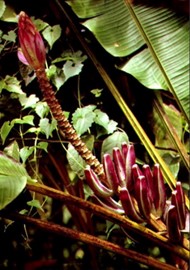Sumatra Tropical Rainforest