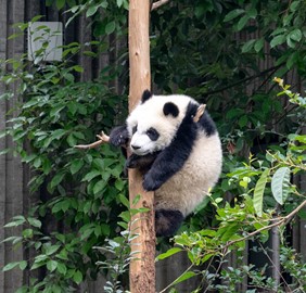 Sichuan Giant Panda
