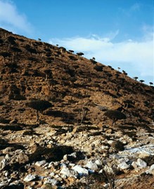 Socotra Archipelago