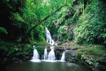 Gondwana Rainforests