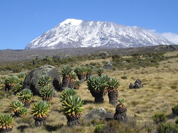 Kilimanjaro