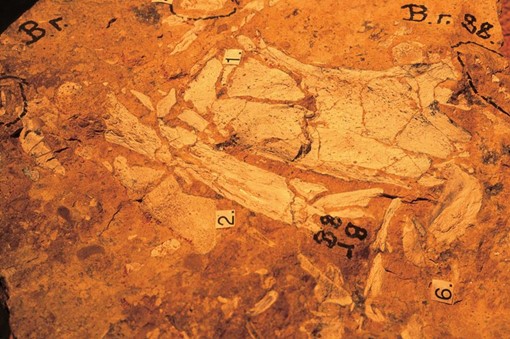 Australian Fossil Mammal Sites