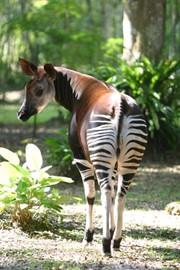 Okapi Wildlife Reserve