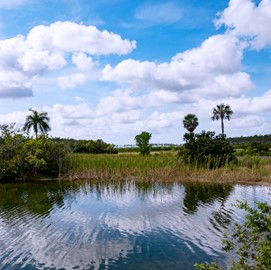 Everglades