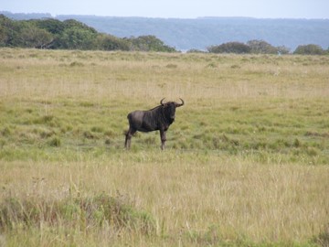 iSimangaliso